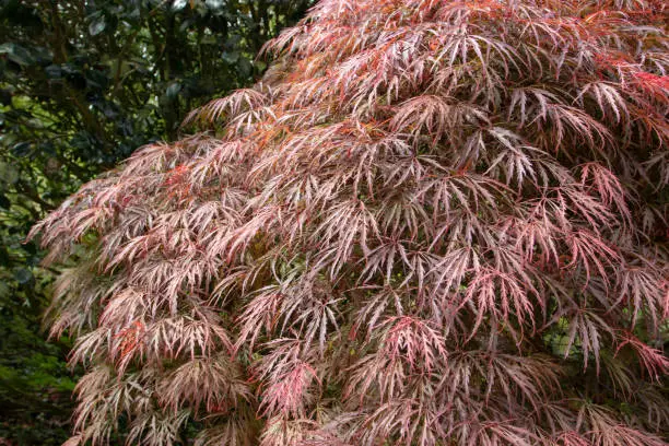 Acer palmatum dissectum atropurpureum,Japanese maple,palmate maple or smooth Japanese maple decorative tree branches with red leaves in the spring