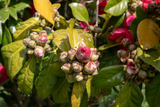 istock Camellia japonica flowers buds bunches 1395416730