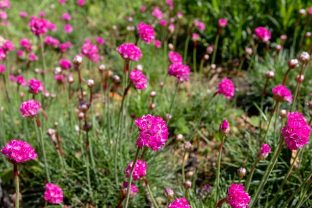 istock Armeria maritima sea thrift bright pink flowers 1395416740