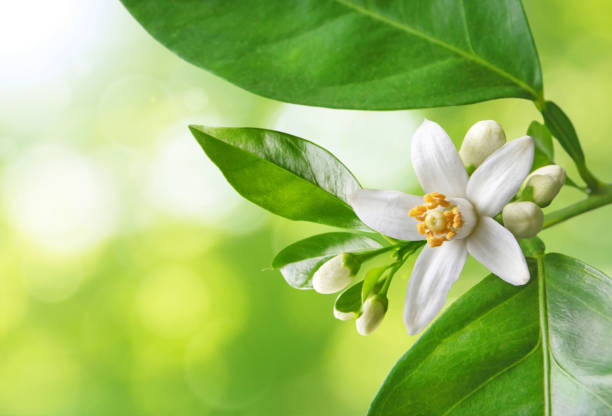 flores blancas de azahar sobre el fondo borroso - sinensis fotografías e imágenes de stock