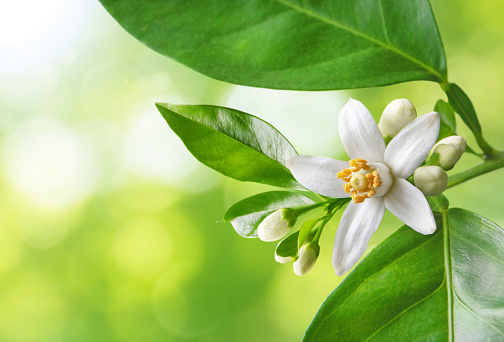 istock Orange blossom white flowers on the blurred background 1395416754