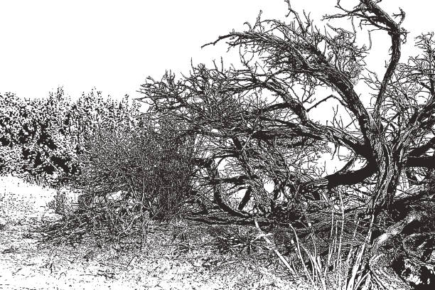 Dead Juniper Tree Fire hazard, Dead Juniper Trees and Pinyon Pines in Canyonlands National Park, Utah juniper tree juniperus osteosperma stock illustrations