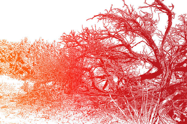 Dead Juniper Tree Fire hazard, Dead Juniper Trees and Pinyon Pines in Canyonlands National Park, Utah juniper tree juniperus osteosperma stock illustrations
