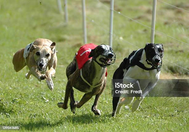 Whippets - Fotografias de stock e mais imagens de Animal de Estimação - Animal de Estimação, Cão, Cão de caça