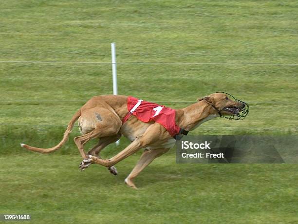 Greyhound Foto de stock y más banco de imágenes de Bozal - Bozal, Deporte de motor, Foco - Determinación