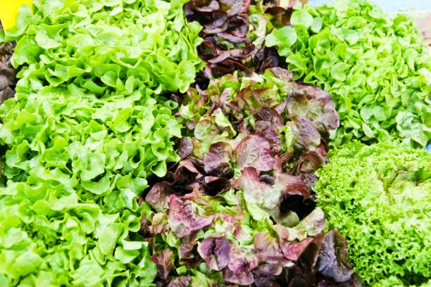 Variety of lettuce heads Variations of garden fresh lettuce heads, batavia lettuce, red leaf, green coral lettuce or lollo bionda and oak leaf lettuce at a market stall of a farmer's market. This image is part of a series. green leaf lettuce stock pictures, royalty-free photos & images