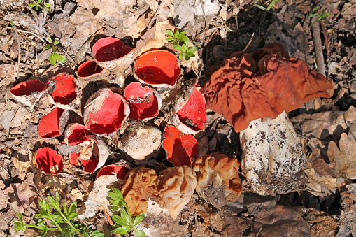 Early spring mushrooms in forest. Snow morel (Gyromitra gigas), Gyromitra fastigiata, Discina ancilis and Scarlet elfcup (Sarcoscypha austriaca)