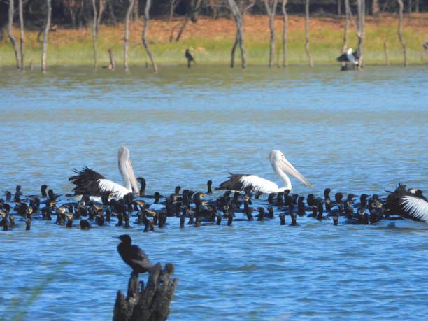 istock Lake Cargelligo, NSW, Australia 1395419167