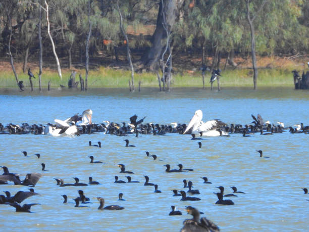 istock Lake Cargelligo, NSW, Australia 1395419190