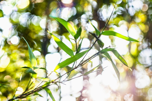 (Selective focus) Stunning view of a defocused bamboo forest during a sunny day. Arashiyama Bamboo Grove, Kyoto, Japan. Natural, green background with copy space.