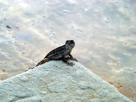 Perched up on the corner of a stone step, this reptile is ready to stare you down (no pun intended).