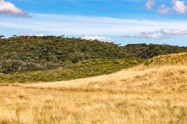 istock Farm field with forest and blue sky 1395420771
