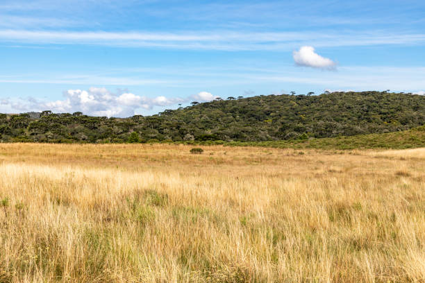 istock Farm field with forest and blue sky 1395420779