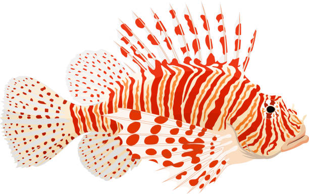 Pterois known as lionfish - vector illustration Pterois known as lionfish - vector illustration trimma okinawae stock illustrations