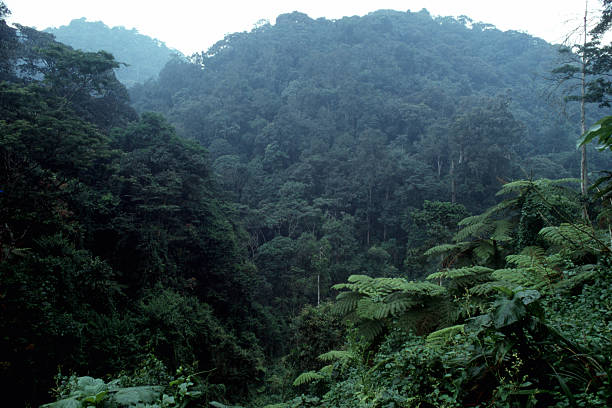 Rainforest stock photo