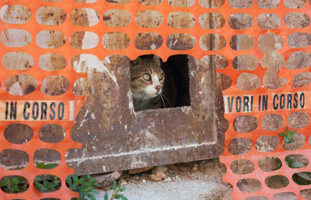 istock Cat hiding , Paganica Abruzzi Italy 1395422952