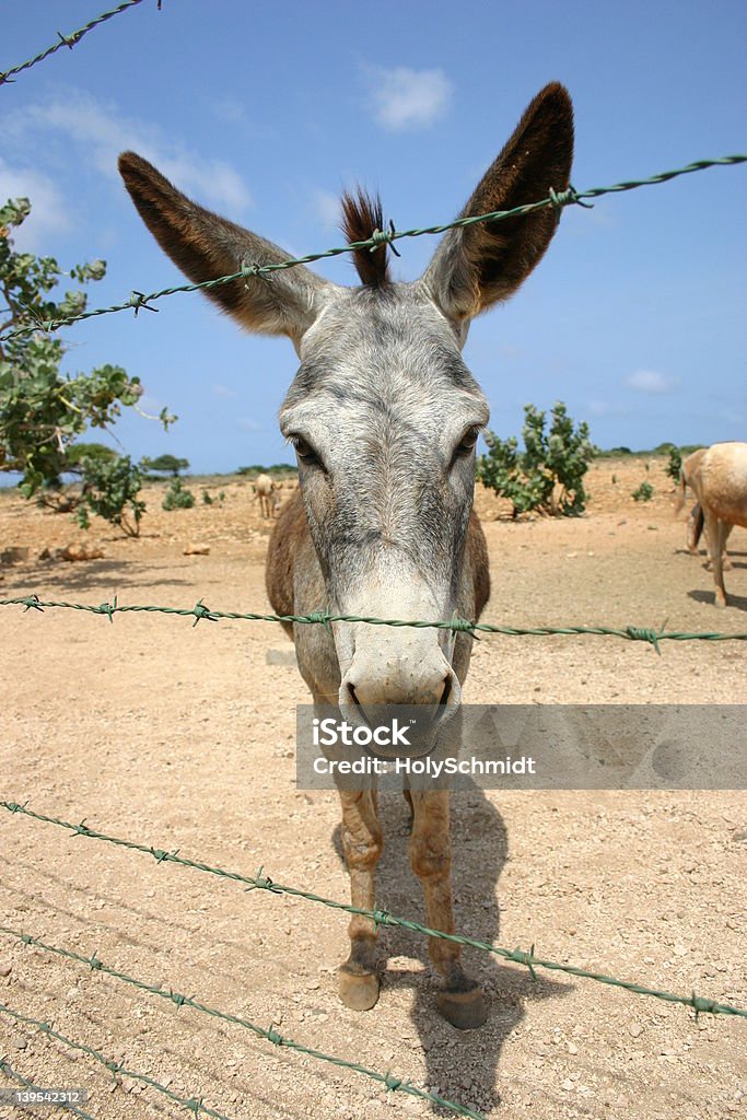 Bonaire Somaro - Foto stock royalty-free di Ambientazione esterna