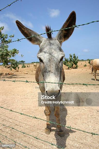 Bonaire Somaro - Fotografie stock e altre immagini di Ambientazione esterna - Ambientazione esterna, Ambientazione tranquilla, Asino - Equino