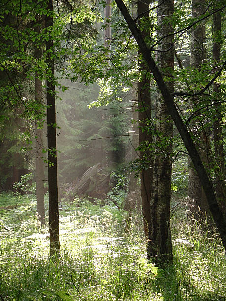 Enlightening - a misty forest stock photo