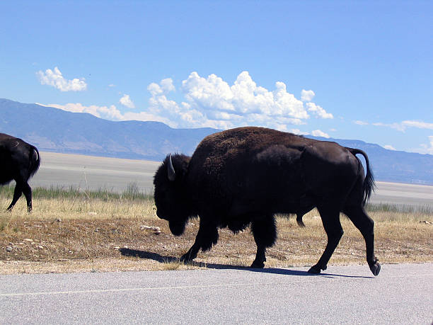 istock Buffalo Crossing Road 139542390