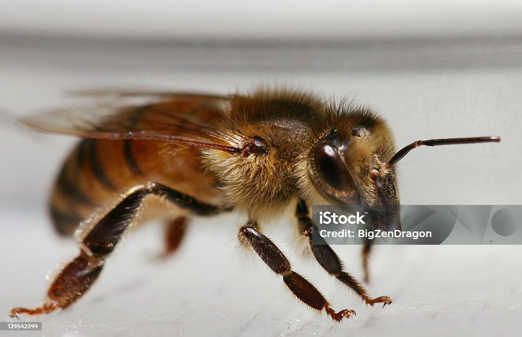 Honeybee honeybee standing on plexiglass Animal Body Part Stock Photo