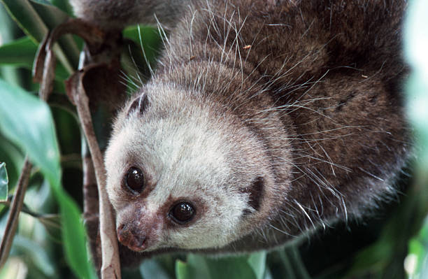 Potto stock photo