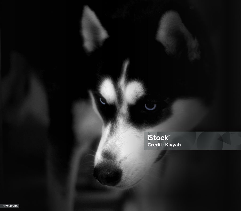 Husky - Foto de stock de Fundo preto royalty-free