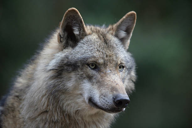 istock European wolf looking for food 139542452