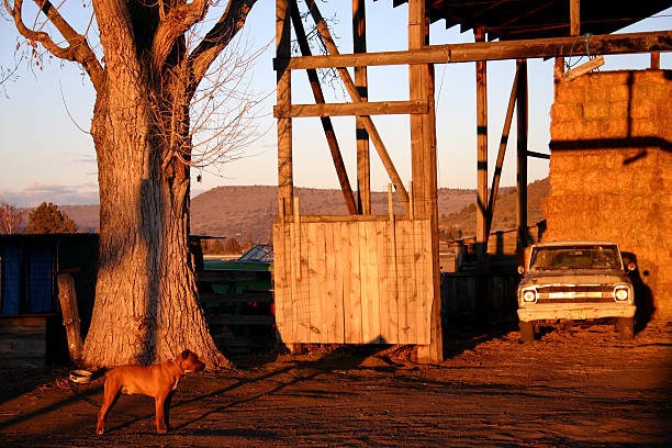 Evening stock photo