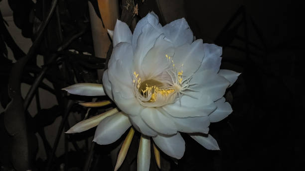 tuberose flower at night tuberose flower at night night blooming cereus stock pictures, royalty-free photos & images