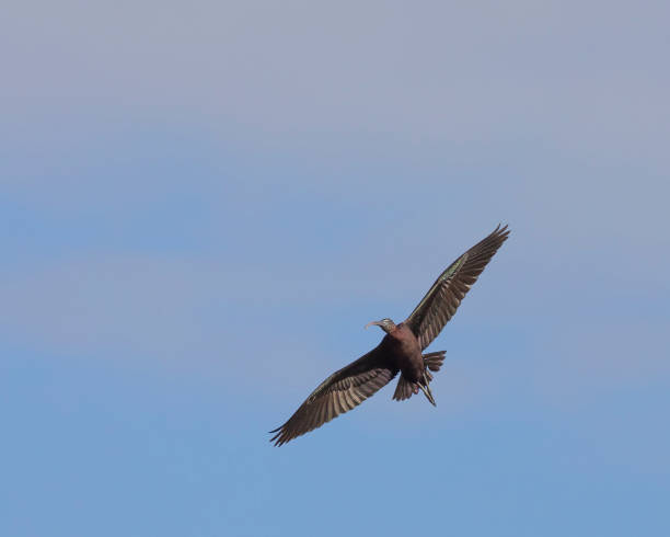 istock Glossy Ibis, Plegadis falcinellus, flying, Spain 1395426136