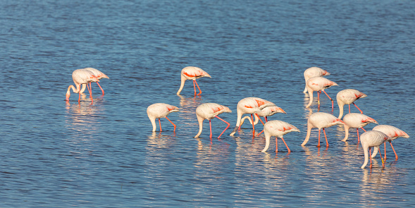 A group of Greater Flamingos, Phoenicopterus roseus, filter-feeding in the shallow lagoon off the village of El Rocio in the Coto Doñana; Andalucía; Spain.