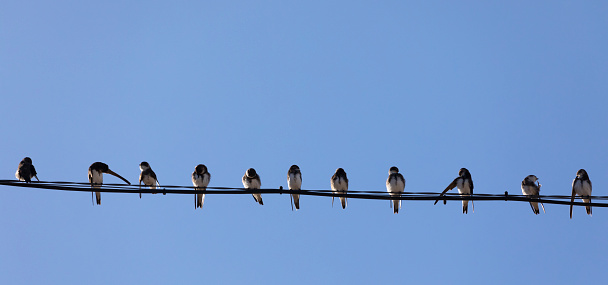 A row of ten House Martins, Delichon urbicum, on a wire in front of a clear, blue sky. Photographed in the village of El Rocio, Coto Donana, Spain.