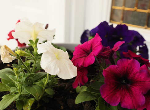 purple geranium flower blooming on the balcony