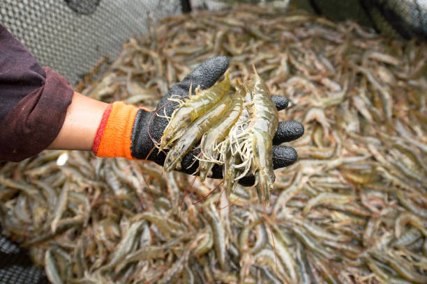 person holding a shrimp