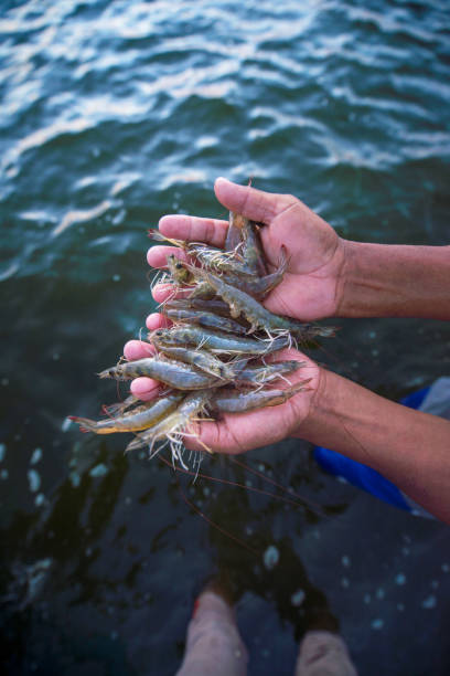 personne tenant une crevette - prawn seafood freshness prepared shellfish photos et images de collection