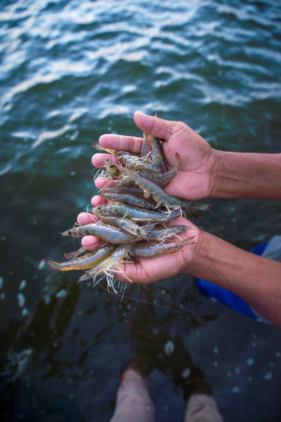 person holding a prawns person holding a prawns river crab stock pictures, royalty-free photos & images
