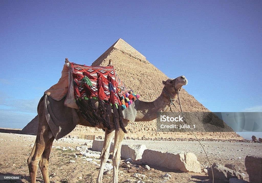 Верблюжий и пирамидальной - Стоковые фото Без людей роялти-фри