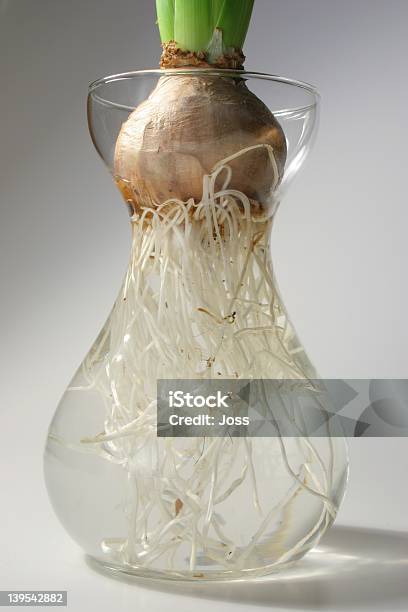 Roots Stock Photo - Download Image Now - Flower, Hydroponics, Beginnings