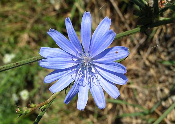 cornflower stock photo