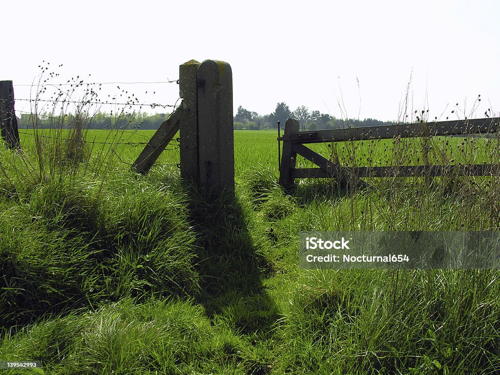 Pastos novo - Foto de stock de Agricultura royalty-free