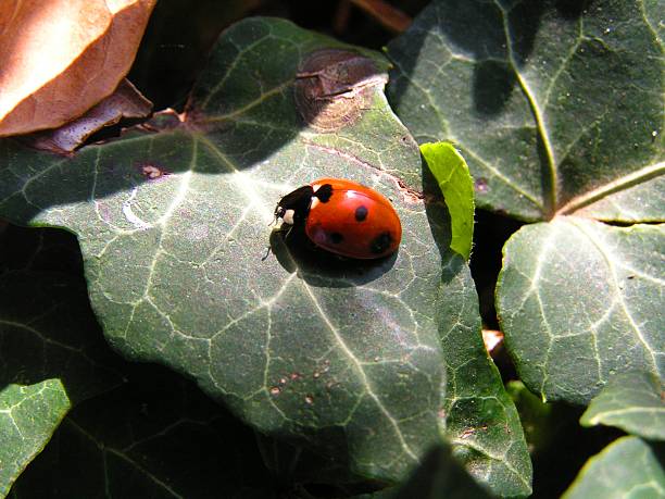 ladybug stock photo