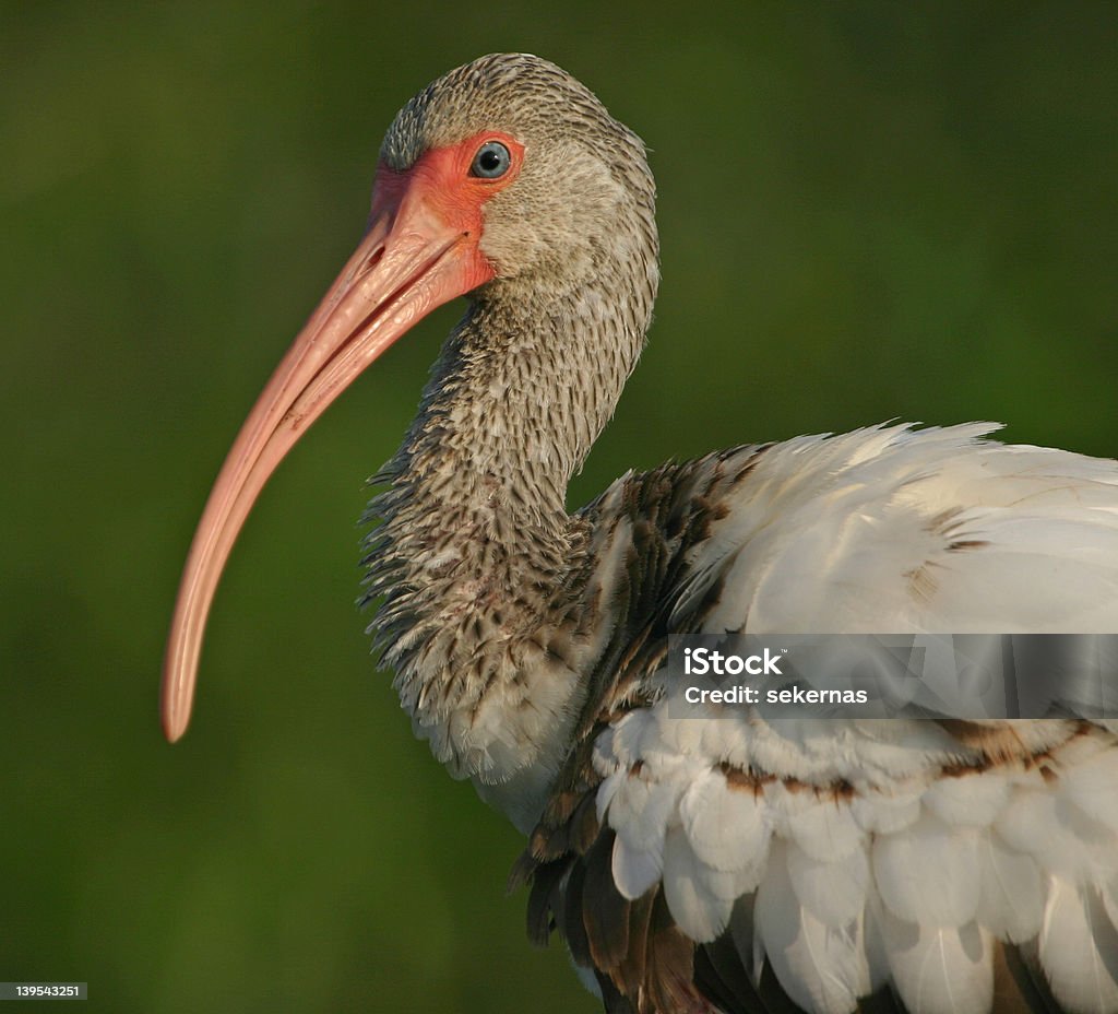 portriat Immature ibis bianco - Foto stock royalty-free di Ambientazione esterna