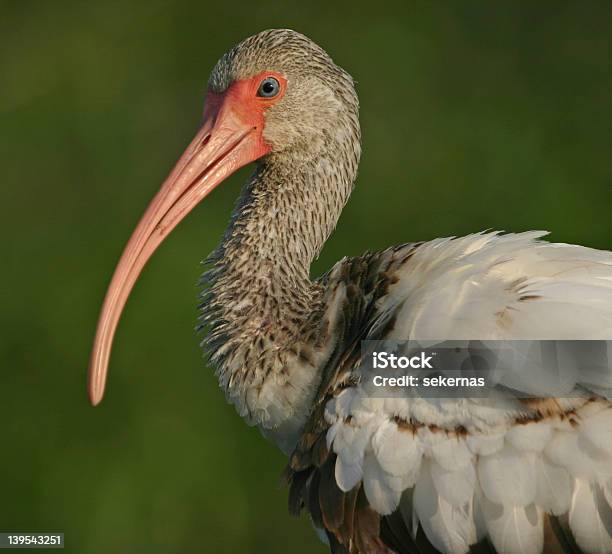 Portriat Immature Ibis Bianco - Fotografie stock e altre immagini di Ambientazione esterna - Ambientazione esterna, Animale, Animale selvatico