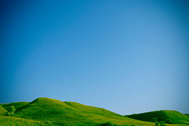 Solitary tree on green hillside under clear blue sky
