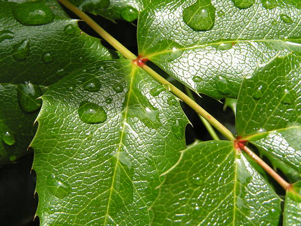 leaf after the rain stock photo