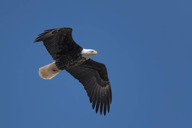 Bald Eagle flying away from nest with eaglets in rural Montana in northwestern United States of America (USA).