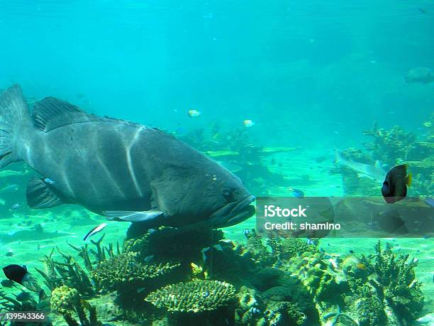Foto de Groper Azul e mais fotos de stock de Animal - Animal, Animal selvagem, Debaixo d'água