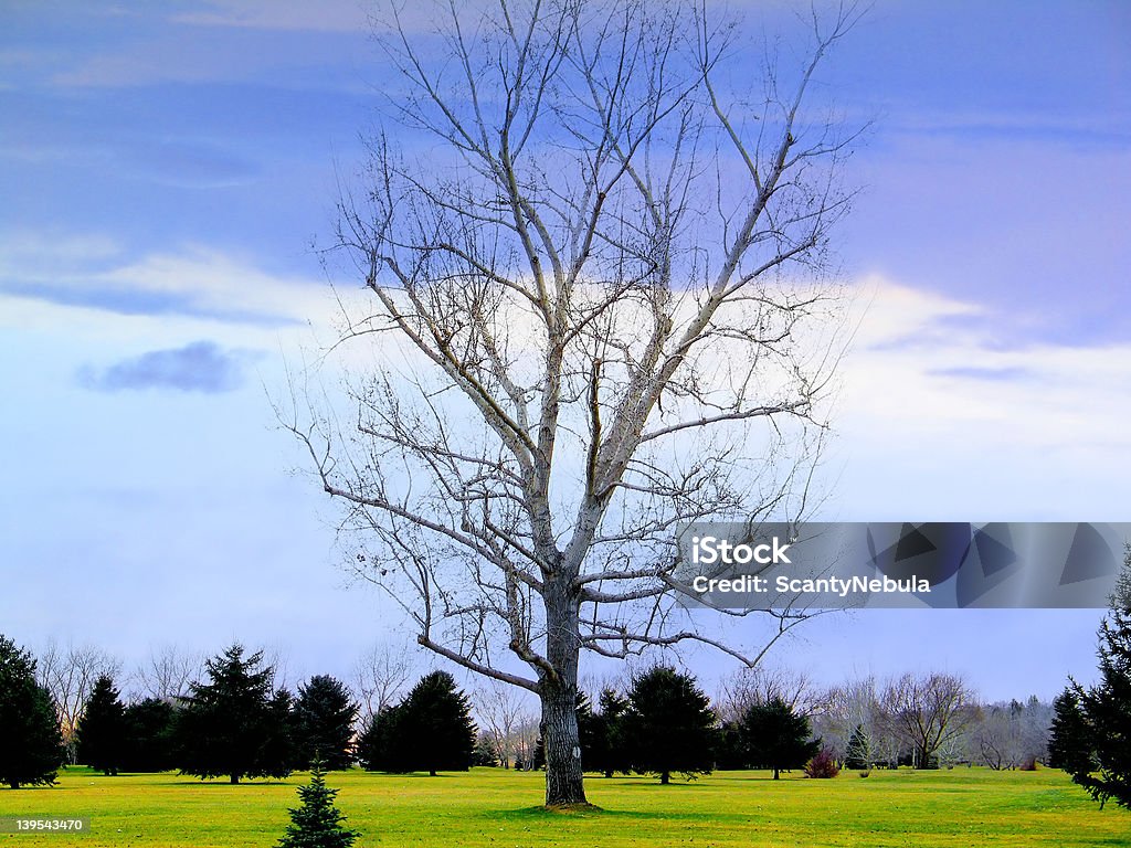 Lone Tree - Foto de stock de Abedul libre de derechos