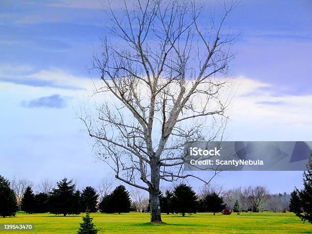 Lone Tree - zdjęcia stockowe i więcej obrazów Bez czarny - Bez czarny, Brzoza, Buk - drzewo